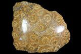 Polished Fossil Coral Head - Morocco #72321-1